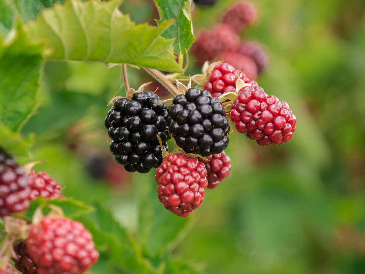 Obtaining potent antioxidants from mulberry cell cultures